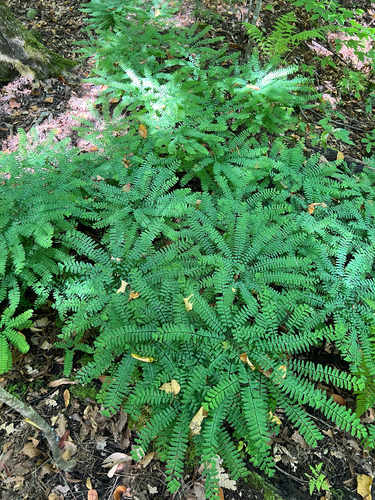 northern maidenhair fern