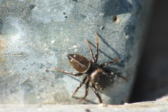 Heliophanus tribulosus