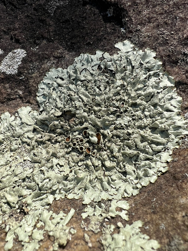 rock shield lichens