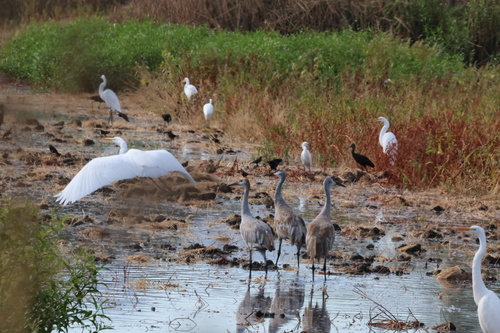 Sandhill Crane