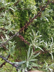 Hippophae rhamnoides
