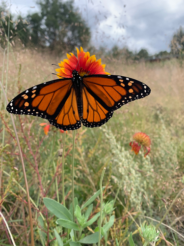 Monarch