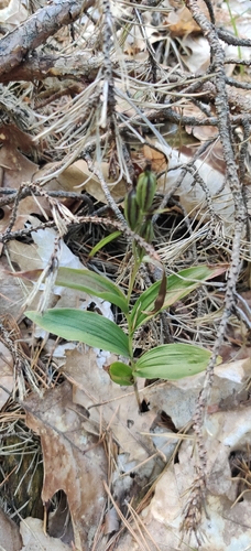 Cephalanthera damasonium, photograph 1