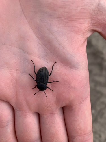Three-ribbed Darkling Beetle