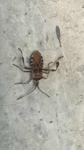 Western Conifer Seed Bug