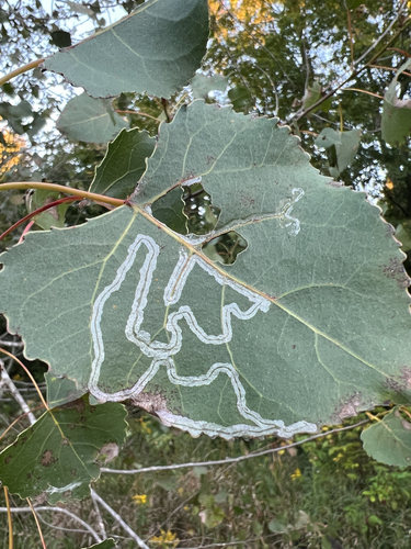 Aspen Serpentine Leafminer Moth
