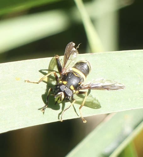 Four-lined Hornet Fly
