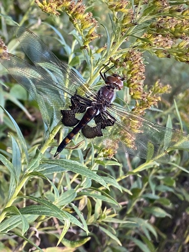 Black Saddlebags