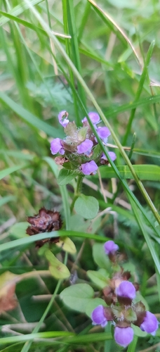 common selfheal