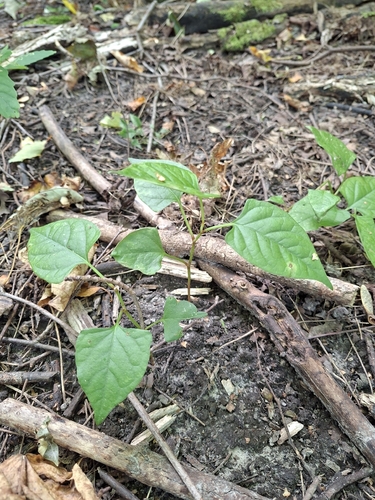 Japanese knotweed
