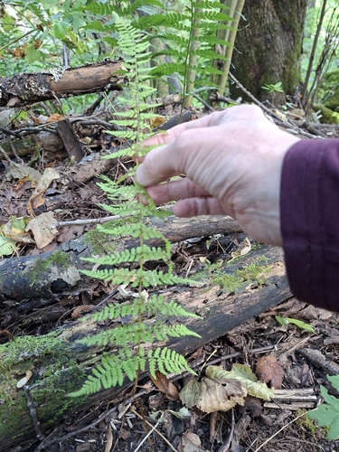 bulblet fern