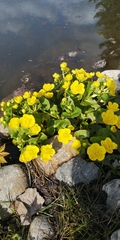 Caltha palustris palustris
