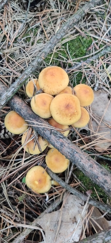 Sulphur Tuft