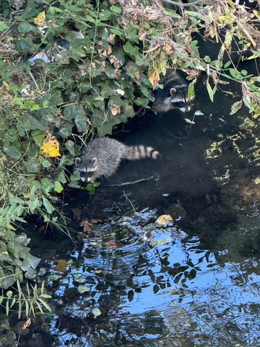 Common Raccoon