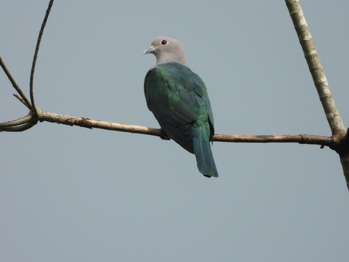 Green Imperial Pigeon