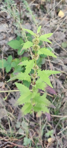European water-horehound