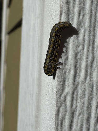 Introduced Pine Sawfly