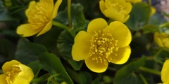Caltha palustris palustris