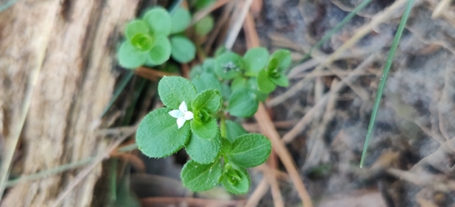 Round-leaved bedstraw