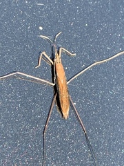 Limnoporus dissortis