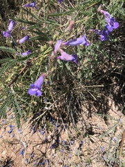 Penstemon dasyphyllus