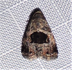 Tripudia rectangula