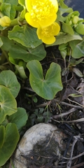 Caltha palustris palustris