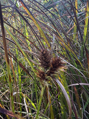 Carex lupulina