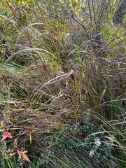 Carex lupulina, photograph (c) Deana Tempest Thomas, some rights reserved (CC BY)