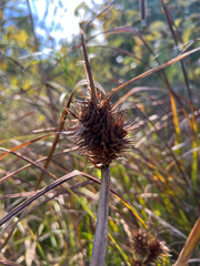 Carex lupulina, photograph (c) Deana Tempest Thomas, some rights reserved (CC BY)