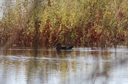 Gadwall
