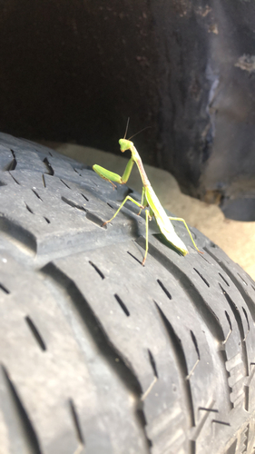 Carolina Mantis