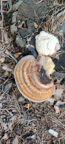 Red-banded Polypore