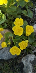 Caltha palustris palustris