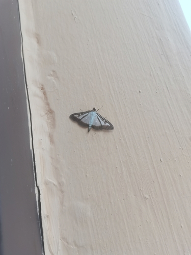 Box Tree Moth