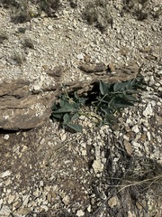 Cucurbita foetidissima, photograph (c) Aiva Noringseth, some rights reserved (CC BY)
