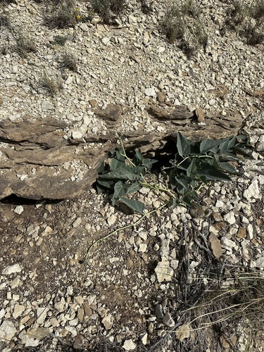 Cucurbita foetidissima, photograph 4