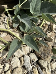 Cucurbita foetidissima, photograph (c) Aiva Noringseth, some rights reserved (CC BY)