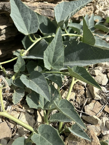Cucurbita foetidissima, photograph 2