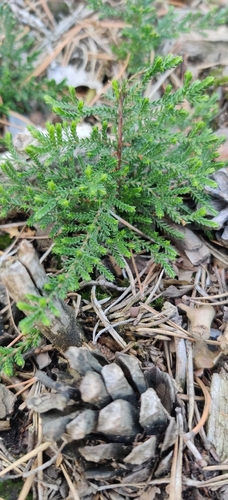 common heather