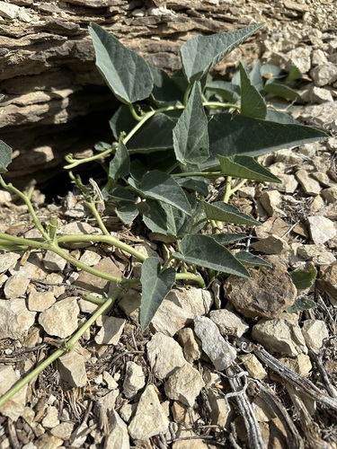 Cucurbita foetidissima, photograph 1