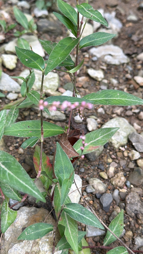 low smartweed