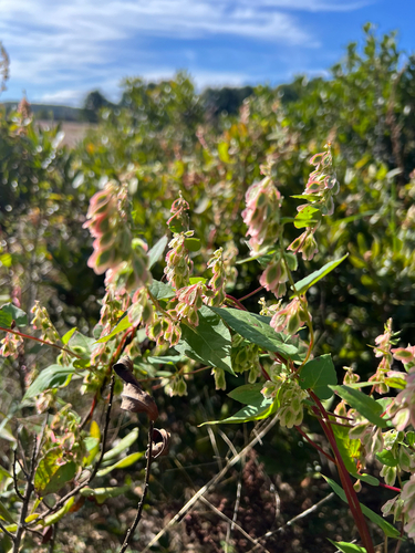 climbing false buckwheat