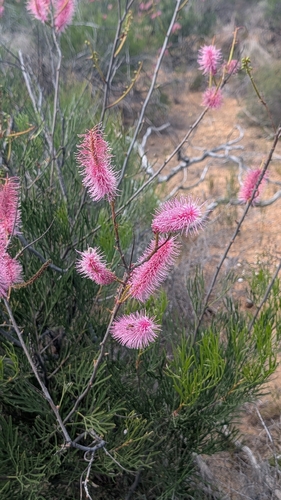 Pink Pokers