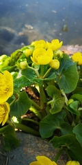 Caltha palustris palustris
