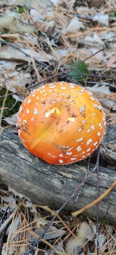 Fly Agaric