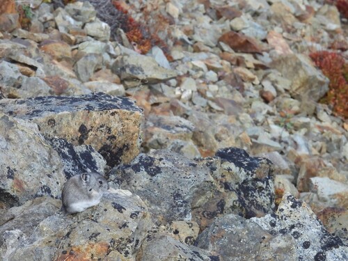 Collared Pika
