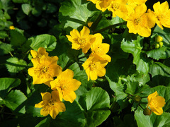 Caltha palustris palustris