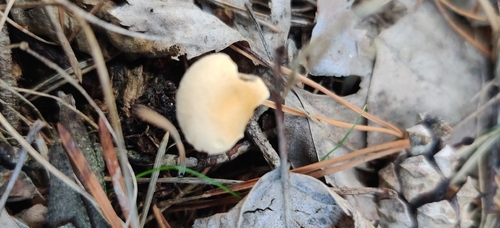 False Chanterelle