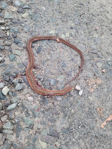 Maritime Garter Snake